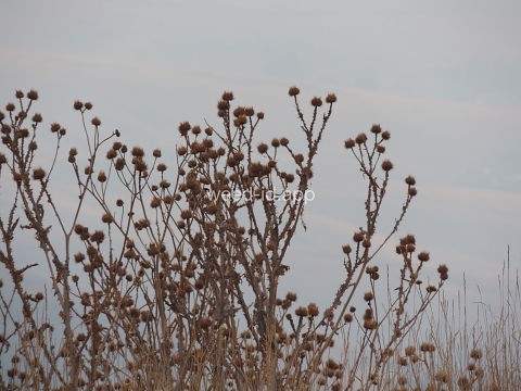 thistle, Scotch